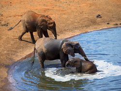 Amboseli National Park elephants playing in water hole_133800620