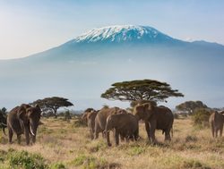 Amboseli National Park elephants with Kilimanjaro