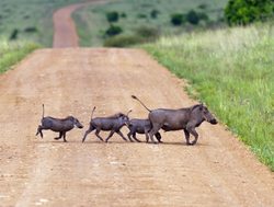 Amboseli National Park family of warthogs