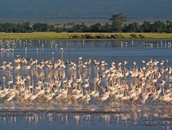 Amboseli National Park flamingos