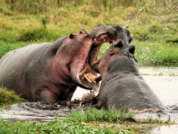 Amboseli National Park hippos fighting