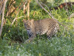 Amboseli National Park leopard