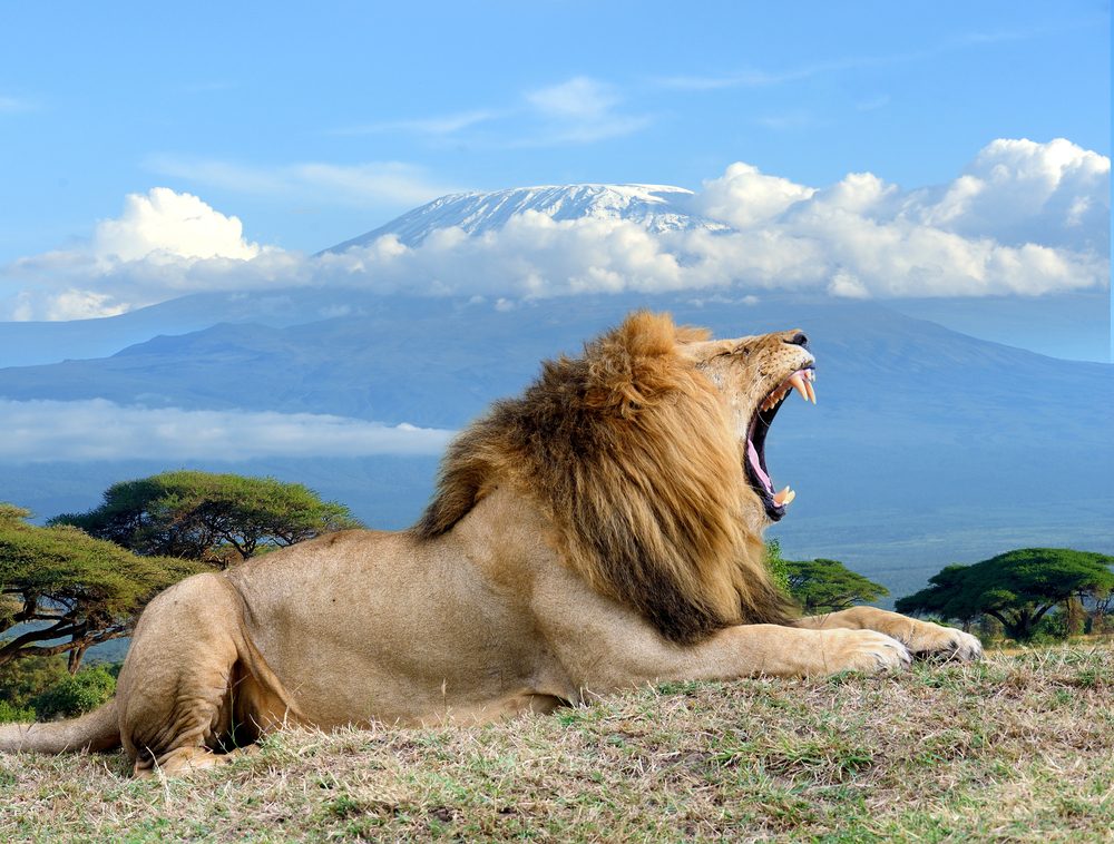 Amboseli National Park (Official GANP Park Page)