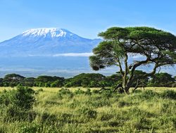 Amboseli National Park mount Kilimanjaro lush green