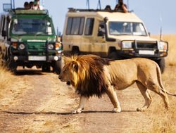 Amboseli National Park viewing a lion