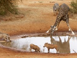 Amboseli National Park watering hole