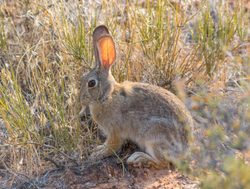 Arches National Park cottontail rabbit