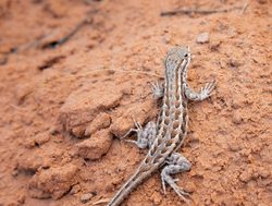 Arches National Park wood fence lizard