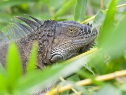 Arenal National Park iguana profile