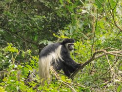 Arusha National Park colobus monkey