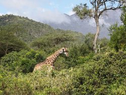 Arusha National Park giraffe