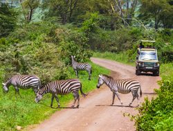 Arusha National Park zebra and safari