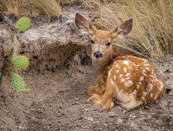 Badlands National Park baby deer