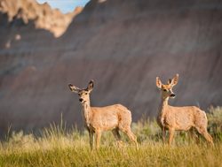 Badlands National Park mule deer