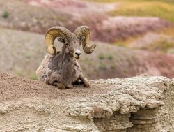 Big Horn sheep in Badlands National Park