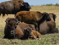Mother and baby bison in Badlands South Dakota