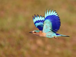 Bandhavgarh National Park Indian roller flying