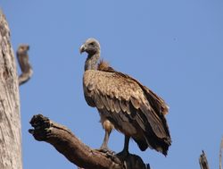 Bandhavgarh National Park Indian vulture