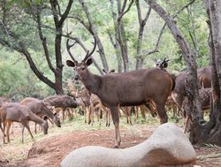 Bandhavgarh National Park Sambar deer herd