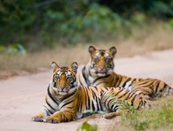 Bandhavgarh National Park Tigers