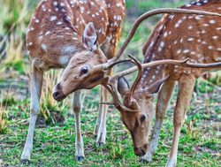 Bandhavgarh National Park cheetal deers