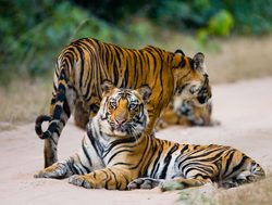 Bandhavgarh National Park family of tigers