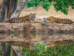 Bandhavgarh National Park pair of tigers relaxing