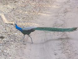 Bandhavgarh National Park peacock