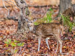 Bandhavgarh National Park spotted deer or cheetal