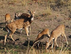 Bandhavgarh National Park spotted deer