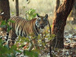 Bandhavgarh National Park tiger in woods
