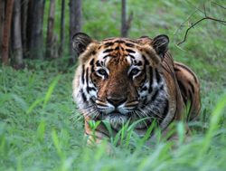 Bandhavgarh National Park tiger profile