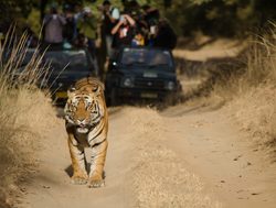 Bandhavgarh National Park tracking a tiger