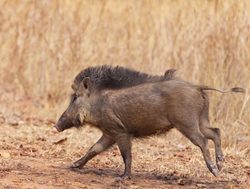 Bandhavgarh National Park wild boar running