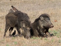 Bandhavgarh National Park wild boar