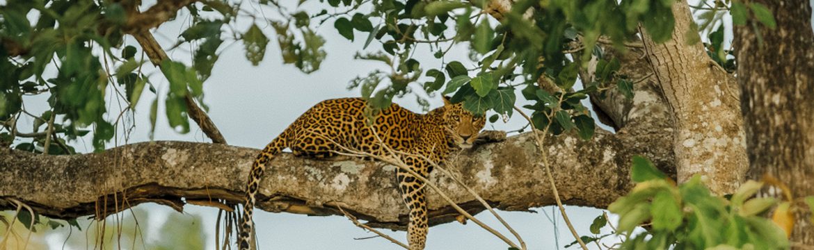 Featured image for Bandipur National Park