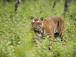 Bandipur Tiger Reserve and National Park