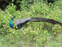 Bandipur national park peacock