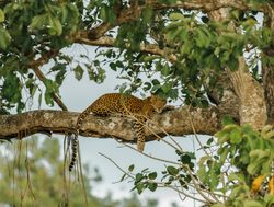 Leopard in tree in Bandipur Tiger Reserve