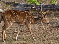 Spotted deer or Cheetal in Bandipur