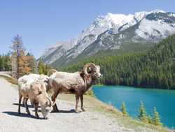 Banff National Park big horn sheep with lake