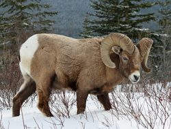 Banff National Park big horn sheep