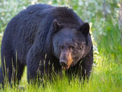 Banff National Park black bear