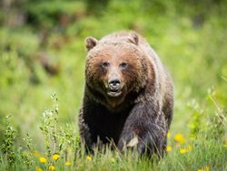 Banff National Park brown bear