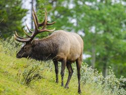 Banff National Park elk