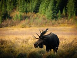 Banff National Park moose