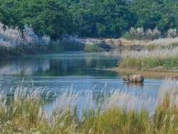 20211002143426 Bardiya National Park rhino river