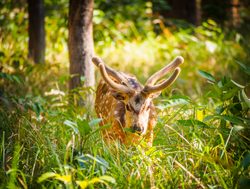 20211002143426 Bardiya National Park spotted deer