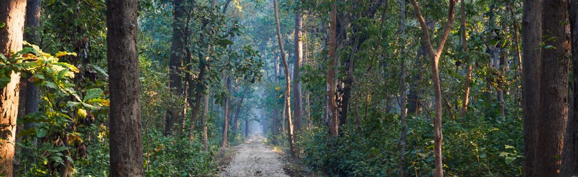 Featured image for Bardiya National Park