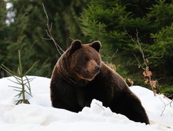 Bavarian Forest National Park brown bear